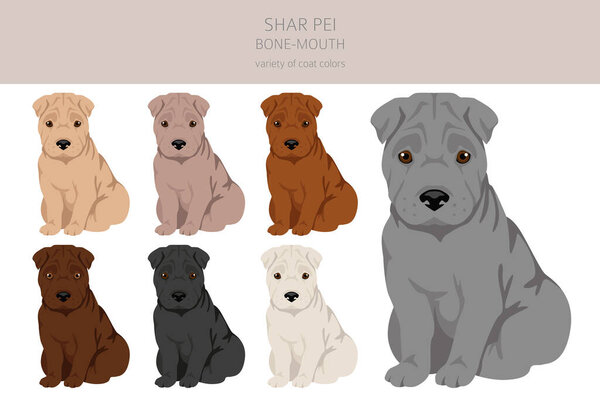 Shar Pei bone mouth puppies clipart. Different poses, coat colors set.  Vector illustration
