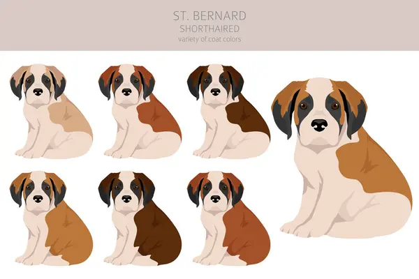 San Bernardo Shorthaired Cachorros Abrigo Colores Diferentes Poses Clipart Ilustración — Vector de stock