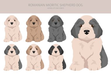 Rumen Mioritic çoban köpeği köpek yavrusu kırpması. Farklı pozlar, farklı renkler. Vektör illüstrasyonu