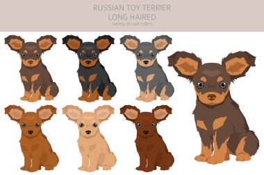 Rus oyuncak teriyeri, uzun saçlı köpek yavrusu. Farklı pozlar, farklı renkler. Vektör illüstrasyonu
