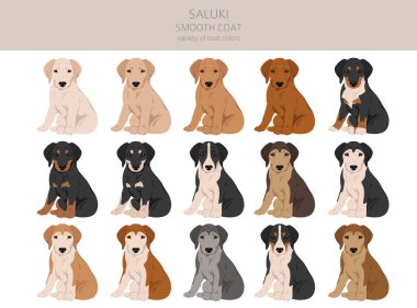 Saluki pürüzsüz kaplama köpek yavrusu klipsi. Farklı pozlar, farklı renkler. Vektör illüstrasyonu