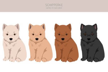 Schipperke kuklaları. Farklı pozlar, farklı renkler. Vektör illüstrasyonu