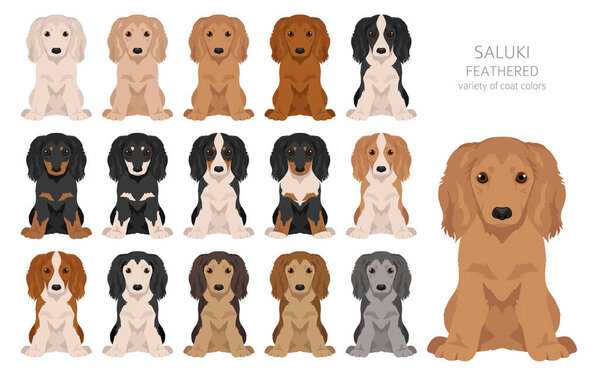 Saluki Feathered puppies clipart. Разные позы, набор цветов пальто. Векторная иллюстрация