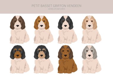 Petit Basset Griffon Vendeen köpek yavrusu. Farklı pozlar, farklı renkler. Vektör illüstrasyonu