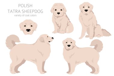 Polonya Tatra Çoban Köpeği klipsi. Tüm ceket renkleri ayarlandı. Bütün köpekler karakteristik bilgileri çoğaltır. Vektör illüstrasyonu