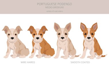 Portekiz Podengo Medio köpek yavrusu kırpması. Farklı pozlar, farklı renkler. Vektör illüstrasyonu