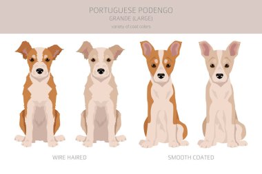 Portekiz Podengo Grande köpek yavrusu kırpması. Farklı pozlar, farklı renkler. Vektör illüstrasyonu
