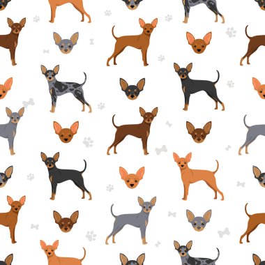 Prag Ratter 'ın kusursuz deseni. Tüm ceket renkleri ayarlandı. Bütün köpekler karakteristik bilgileri çoğaltır. Vektör illüstrasyonu