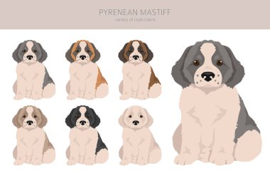 Pyrenean mastiff puppy clipart. Farklı pozlar, farklı renkler. Vektör illüstrasyonu