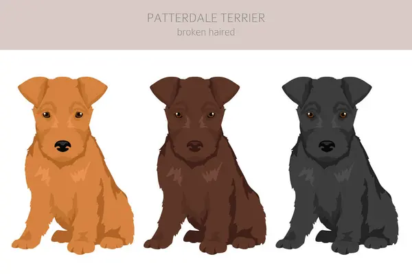 Patterdale Terrier Clipart Cachorro Cabelos Quebrados Todas Cores Casaco Definidas — Vetor de Stock