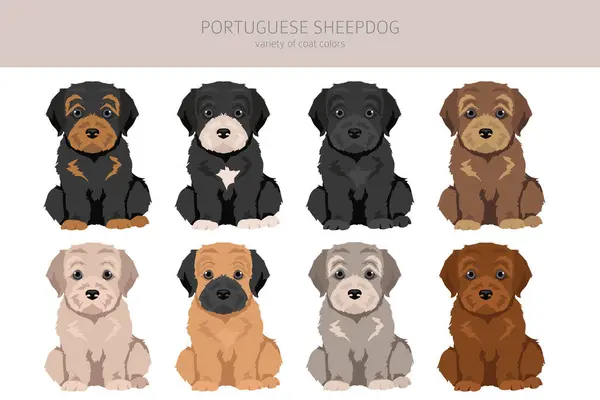 Cachorro Pastor Português Clipart Poses Diferentes Conjunto Cores Casaco Ilustração — Vetor de Stock