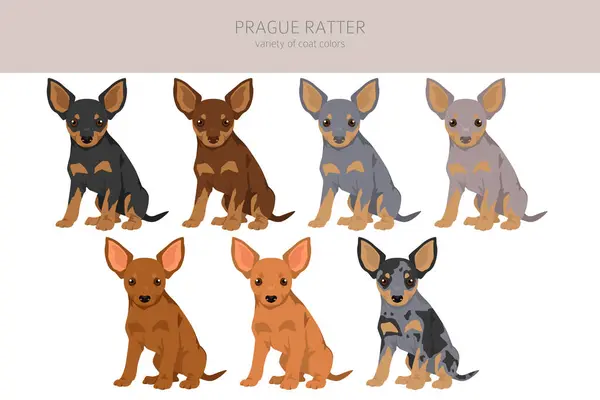 stock vector Prague Ratter puppy clipart. All coat colors set.  All dog breeds characteristics infographic. Vector illustration