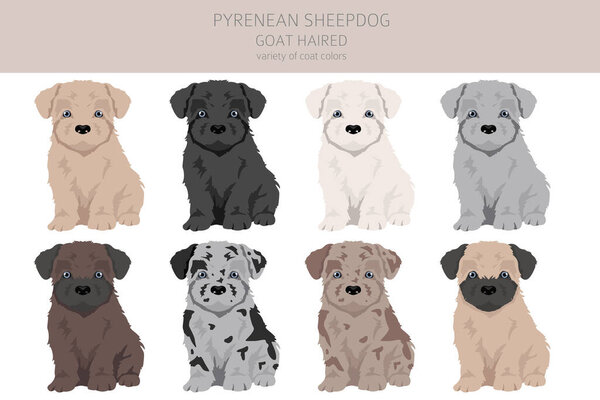 Pyrenean sheepdog, goat haired puppy clipart. Different poses, coat colors set.  Vector illustration