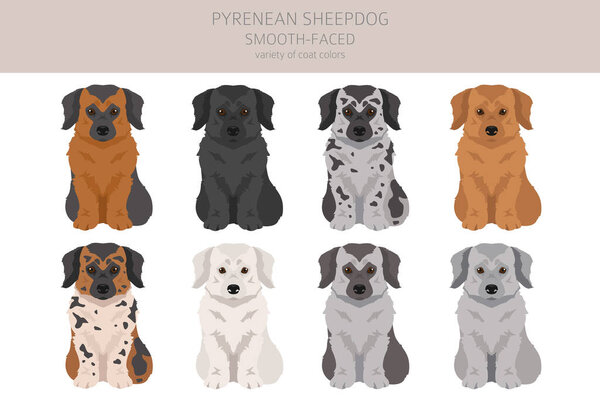 Pyrenean sheepdog, smooth faced puppy clipart. Different poses, coat colors set.  Vector illustration