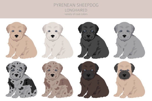 Pyrenean sheepdog, longhaired puppy clipart. Different poses, coat colors set.  Vector illustration