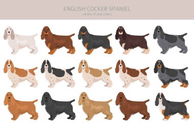 İngiliz cocker spaniel clipart. Farklı pozlar, farklı renkler. Vektör illüstrasyonu