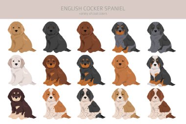 İngiliz cocker spaniel clipart. Farklı pozlar, farklı renkler. Vektör illüstrasyonu