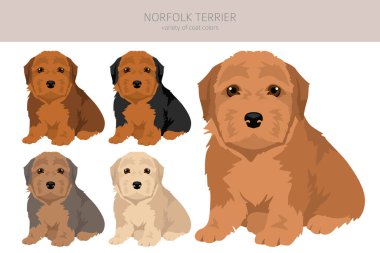 Norfolk Teriyeri köpek yavrusu tırnağı. Farklı pozlar, farklı renkler. Vektör illüstrasyonu