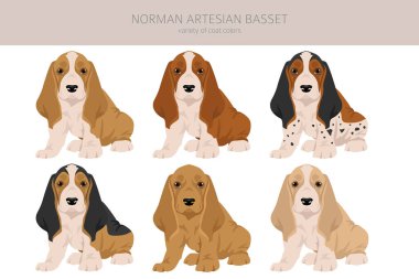 Norman Artesian Basset köpek yavrusu klipsi. Tüm ceket renkleri ayarlandı. ; Bütün köpekler karakteristik bilgileri çoğaltır. Vektör illüstrasyonu