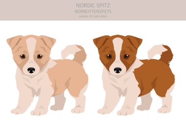 Nordic Spitz köpek yavrusu klipsi. Farklı pozlar, farklı renkler. Vektör illüstrasyonu