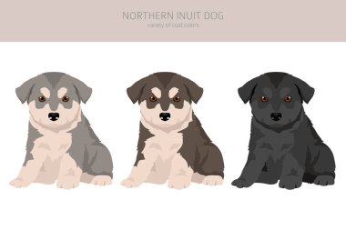 Kuzey Eskimo köpek yavrusu tırnağı. Tüm ceket renkleri ayarlandı. ; Bütün köpekler karakteristik bilgileri çoğaltır. Vektör illüstrasyonu