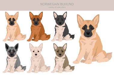 Norveç Buhund köpek yavrusu klipsi. Farklı pozlar, farklı renkler. Vektör illüstrasyonu