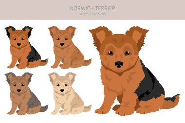Norwich Terrier köpek yavrusu. Farklı pozlar, farklı renkler. Vektör illüstrasyonu