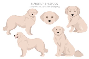 Maremma çoban köpeği klibi. Farklı pozlar, farklı renkler. Vektör illüstrasyonu