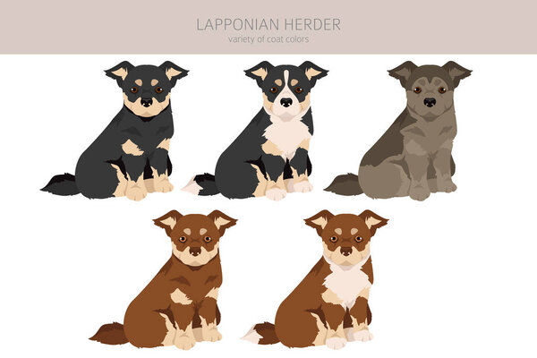 Lapponian Herder puppy clipart. Different poses, coat colors set.  Vector illustration