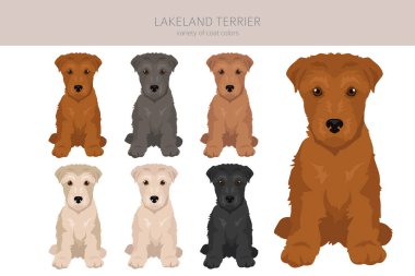 Lakeland Terrier köpek yavrusu tırnağı. Farklı pozlar, farklı renkler. Vektör illüstrasyonu