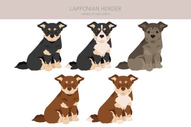 Lapponian Herder puppy clipart. Different poses, coat colors set.  Vector illustration clipart