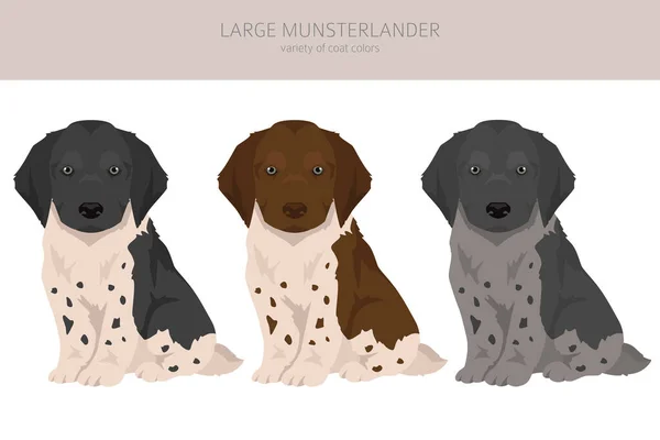 Grande Clipart Cachorro Munsterlander Conjunto Cores Casaco Diferentes Ilustração Vetorial — Vetor de Stock