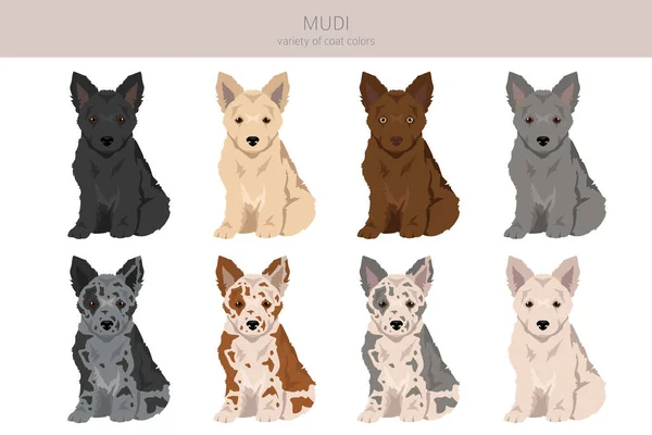 stock vector Mudi puppy clipart. Different poses, coat colors set.  Vector illustration