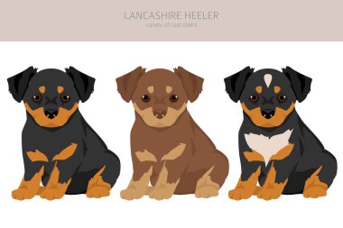 Lancashire Heeler köpek yavrusu tırnağı. Farklı pozlar, farklı renkler. Vektör illüstrasyonu