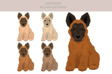 Belçika Laekenois köpek yavrusu klipsi. Farklı pozlar, farklı renkler. Vektör illüstrasyonu