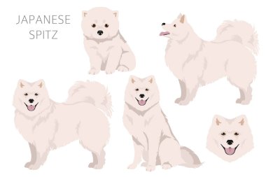 Japon spitz clipart. Farklı pozlar, farklı renkler. Vektör illüstrasyonu