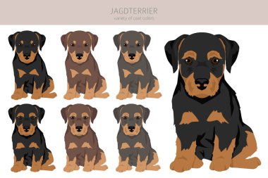 Jagdterrier köpek yavrusu klipsi. Farklı pozlar, farklı renkler. Vektör illüstrasyonu