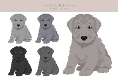 Kerry Blue Terrier köpek yavrusu tırnağı. Farklı pozlar, farklı renkler. Vektör illüstrasyonu