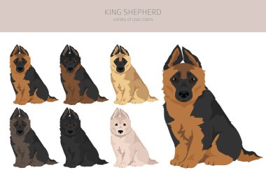 Kral Shepherd. Alman çoban köpeğinin çeşitliliği. clipart. Farklı ceket renkleri. Vektör illüstrasyonu