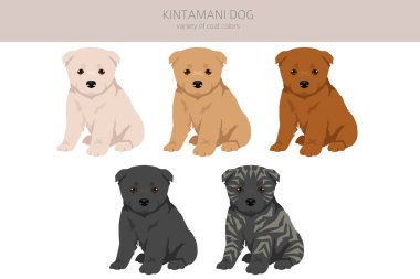 Kintamani Bali köpek yavrusu klipsi. Farklı ceket renkleri. Vektör illüstrasyonu