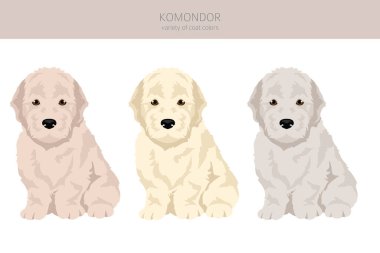 Komondor köpek yavrusu klipsi. Farklı pozlar, farklı renkler. Vektör illüstrasyonu