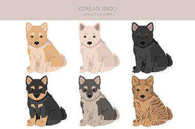 Koreli Jindo köpek yavrusu. Farklı pozlar, farklı renkler. Vektör illüstrasyonu