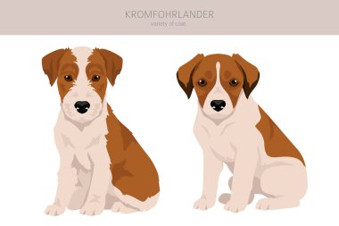 Kromfohrlander köpek yavrusu tırnağı. Farklı pozlar, farklı renkler. Vektör illüstrasyonu