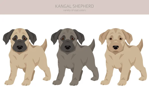 Kangal Shepherd Dog Puppy Clipart Different Coat Colors Set Vector — Stock Vector