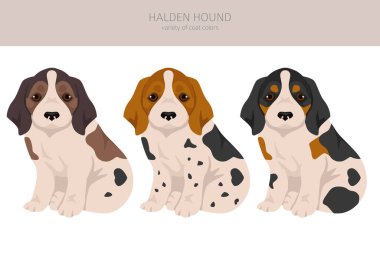 Halden hound puppy clipart. Different poses, coat colors set.  Vector illustration clipart