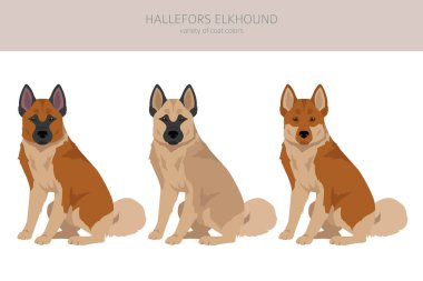 Hallefors elkhound clipart. Different poses, coat colors set.  Vector illustration