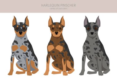 Harlequin pinscher clipart. Different poses, coat colors set.  Vector illustration