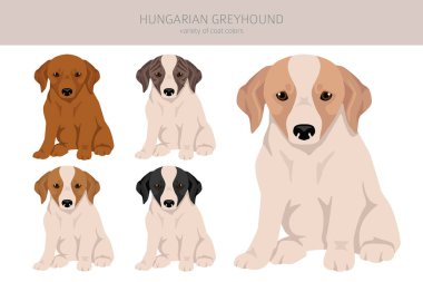 Hungarian greyhound puppy clipart. Different poses, coat colors set.  Vector illustration clipart