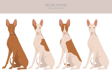 İbizan av köpeği kırpması. Farklı pozlar, farklı renkler. Vektör illüstrasyonu