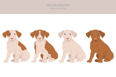 İbizan av köpeği yavrusu kırpması. Farklı pozlar, farklı renkler. Vektör illüstrasyonu